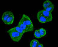 ICC staining of HDAC10 in Hela cells (green). Formalin fixed cells were permeabilized with 0.1% Triton X-100 in TBS for 10 minutes at room temperature and blocked with 10% negative goat serum for 15 minutes at room temperature. Cells were probed with the primary antibody (ET1612-69, 1/50) for 1 hour at room temperature, washed with PBS. Alexa Fluor®488 conjugate-Goat anti-Rabbit IgG was used as the secondary antibody at 1/1,000 dilution. The nuclear counter stain is DAPI (blue).