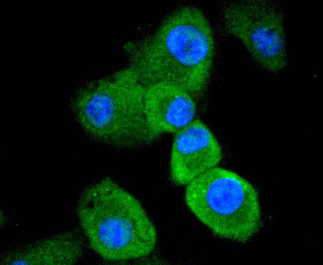 ICC staining of Caspase-8 in A549 cells (green). Formalin fixed cells were permeabilized with 0.1% Triton X-100 in TBS for 10 minutes at room temperature and blocked with 1% Blocker BSA for 15 minutes at room temperature. Cells were probed with the primary antibody (ET1612-70, 1/50) for 1 hour at room temperature, washed with PBS. Alexa Fluor®488 Goat anti-Rabbit IgG was used as the secondary antibody at 1/1,000 dilution. The nuclear counter stain is DAPI (blue).