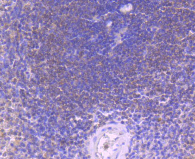 Immunohistochemical analysis of paraffin-embedded human spleen tissue using anti-Caspase-8 antibody. The section was pre-treated using heat mediated antigen retrieval with Tris-EDTA buffer (pH 8.0-8.4) for 20 minutes.The tissues were blocked in 5% BSA for 30 minutes at room temperature, washed with ddH2O and PBS, and then probed with the primary antibody (ET1612-70, 1/50) for 30 minutes at room temperature. The detection was performed using an HRP conjugated compact polymer system. DAB was used as the chromogen. Tissues were counterstained with hematoxylin and mounted with DPX.