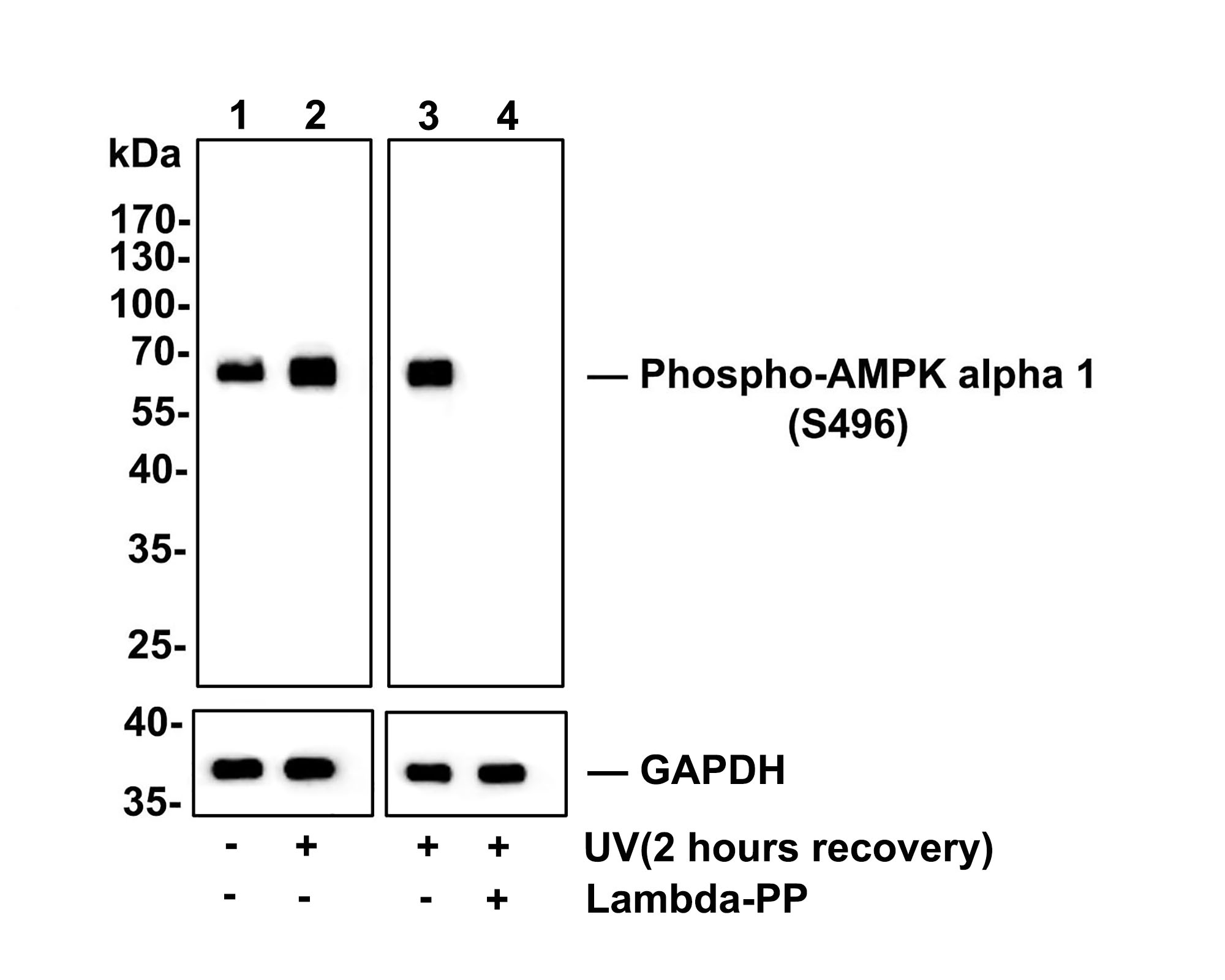 Western blot analysis of Phospho-AMPK alpha 1(S496) on HUVEC cell lysates.<br />
<br />
Lane 1: HUVEC cells, whole cell lysate, 10ug/lane<br />
Lane 2/3: HUVEC cells treated with UV(2 hours recovery), whole cell lysates, 10ug/lane<br />
Lane 4: HUVEC cells treated with UV(2 hours recovery), then treated with 2.8ug/ul lambda-PP for 30 minutes, whole cell lysates, 10ug/lane<br />
<br />
All lanes :<br />
Anti-Phospho-AMPK alpha 1(S496) antibody (ET1612-72) at 1:500 dilution.  Anti-GAPDH antibody (ET1601-4) at 1:10,000 dilution. Goat Anti-Rabbit IgG H&L (HRP) (HA1001) at 1/200,000 dilution.<br />
<br />
Predicted band size:64 kDa<br />
Observed band size:64 kDa<br />
<br />
Blocking and diluting buffer: 5% BSA.<br />
<br />
Exposure time: 2 minutes 14 seconds
