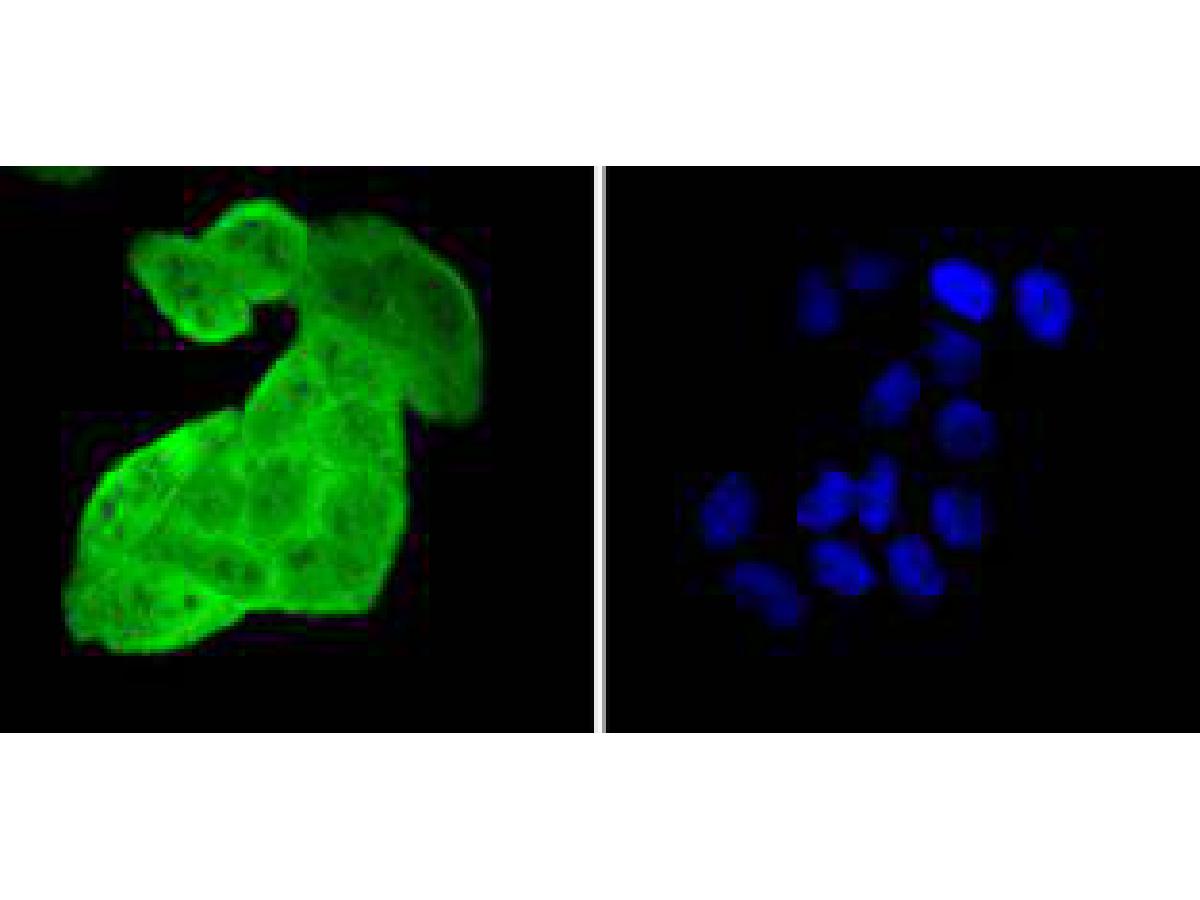 ICC staining of HSPA4 in Hela cells (green). Formalin fixed cells were permeabilized with 0.1% Triton X-100 in TBS for 10 minutes at room temperature and blocked with 1% Blocker BSA for 15 minutes at room temperature. Cells were probed with the primary antibody (ET1612-83, 1/50) for 1 hour at room temperature, washed with PBS. Alexa Fluor®488 Goat anti-Rabbit IgG was used as the secondary antibody at 1/1,000 dilution. The nuclear counter stain is DAPI (blue).