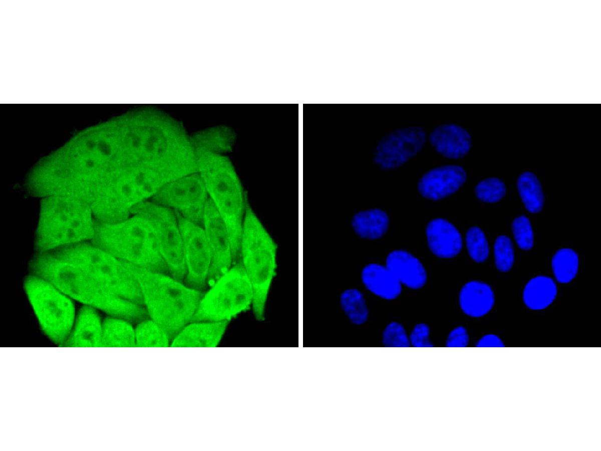 ICC staining of HSPA4 in HepG2 cells (green). Formalin fixed cells were permeabilized with 0.1% Triton X-100 in TBS for 10 minutes at room temperature and blocked with 1% Blocker BSA for 15 minutes at room temperature. Cells were probed with the primary antibody (ET1612-83, 1/50) for 1 hour at room temperature, washed with PBS. Alexa Fluor®488 Goat anti-Rabbit IgG was used as the secondary antibody at 1/1,000 dilution. The nuclear counter stain is DAPI (blue).