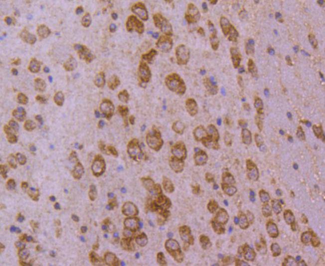 Immunohistochemical analysis of paraffin-embedded mouse brain tissue using anti-HSPA4 antibody. The section was pre-treated using heat mediated antigen retrieval with Tris-EDTA buffer (pH 8.0-8.4) for 20 minutes.The tissues were blocked in 5% BSA for 30 minutes at room temperature, washed with ddH2O and PBS, and then probed with the primary antibody (ET1612-83, 1/50) for 30 minutes at room temperature. The detection was performed using an HRP conjugated compact polymer system. DAB was used as the chromogen. Tissues were counterstained with hematoxylin and mounted with DPX.