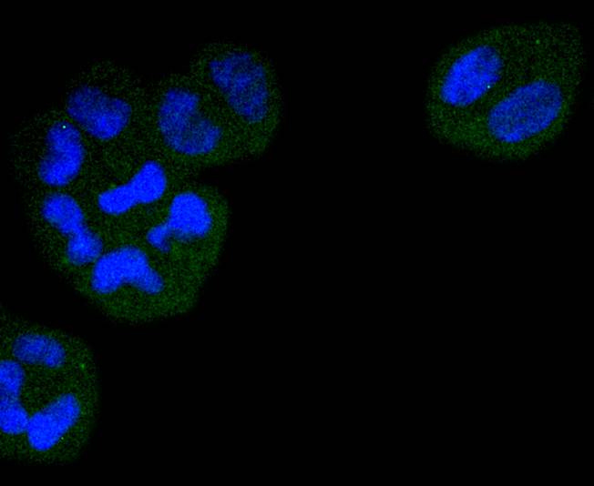 ICC staining of CDC23 in Hela cells (green). Formalin fixed cells were permeabilized with 0.1% Triton X-100 in TBS for 10 minutes at room temperature and blocked with 1% Blocker BSA for 15 minutes at room temperature. Cells were probed with the primary antibody (ET1612-84, 1/50) for 1 hour at room temperature, washed with PBS. Alexa Fluor®488 Goat anti-Rabbit IgG was used as the secondary antibody at 1/1,000 dilution. The nuclear counter stain is DAPI (blue).