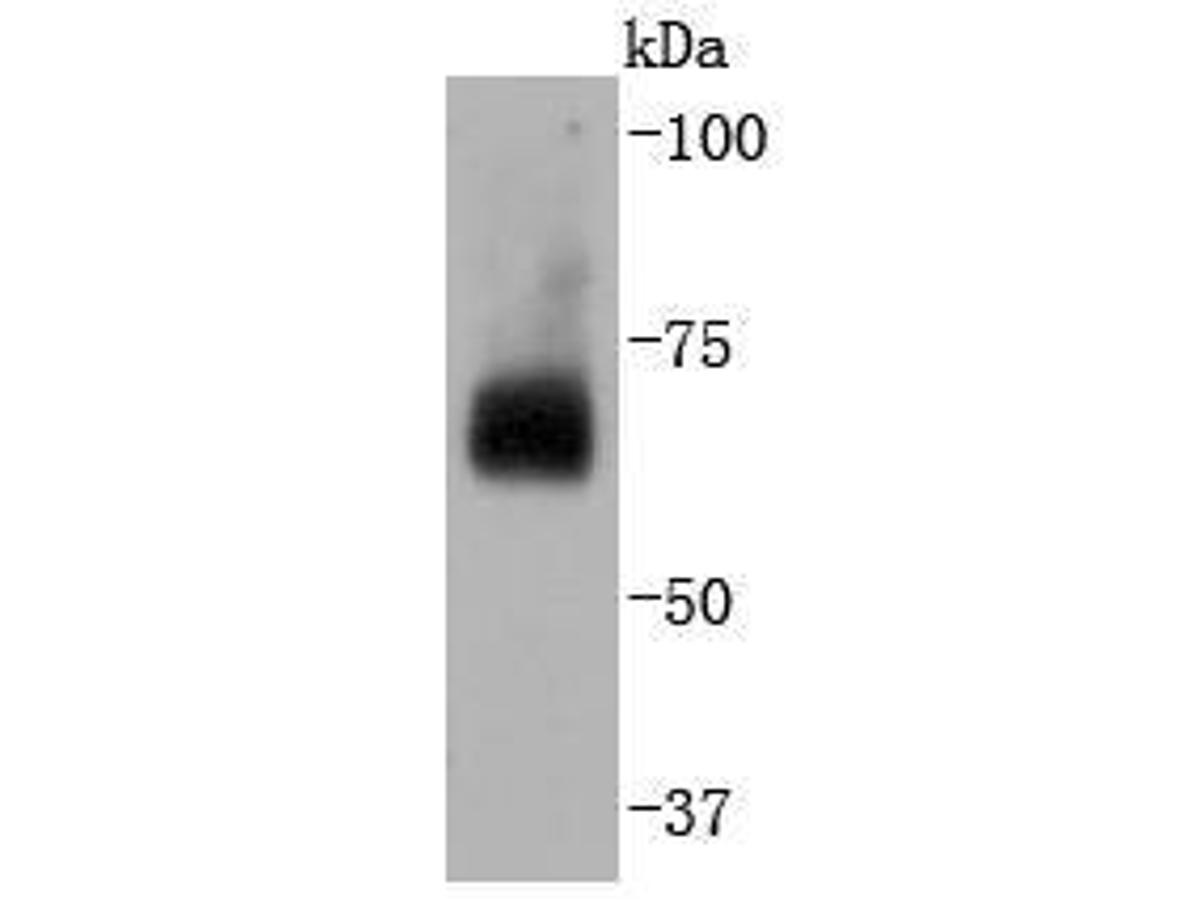 Western blot analysis of CDC40 on Hela cells lysates using anti-CDC40 antibody at 1/2,000 dilution.