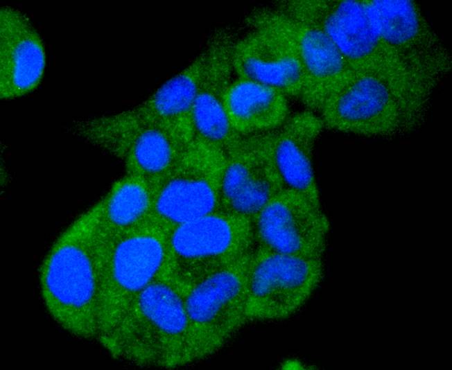 ICC staining of Hsp105 in Hela cells (green). Formalin fixed cells were permeabilized with 0.1% Triton X-100 in TBS for 10 minutes at room temperature and blocked with 10% negative goat serum for 15 minutes at room temperature. Cells were probed with the primary antibody (ET1612-88, 1/50) for 1 hour at room temperature, washed with PBS. Alexa Fluor®488 conjugate-Goat anti-Rabbit IgG was used as the secondary antibody at 1/1,000 dilution. The nuclear counter stain is DAPI (blue).