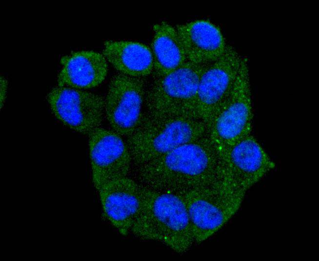 ICC staining of Hsp105 in HepG2 cells (green). Formalin fixed cells were permeabilized with 0.1% Triton X-100 in TBS for 10 minutes at room temperature and blocked with 10% negative goat serum for 15 minutes at room temperature. Cells were probed with the primary antibody (ET1612-88, 1/50) for 1 hour at room temperature, washed with PBS. Alexa Fluor®488 conjugate-Goat anti-Rabbit IgG was used as the secondary antibody at 1/1,000 dilution. The nuclear counter stain is DAPI (blue).