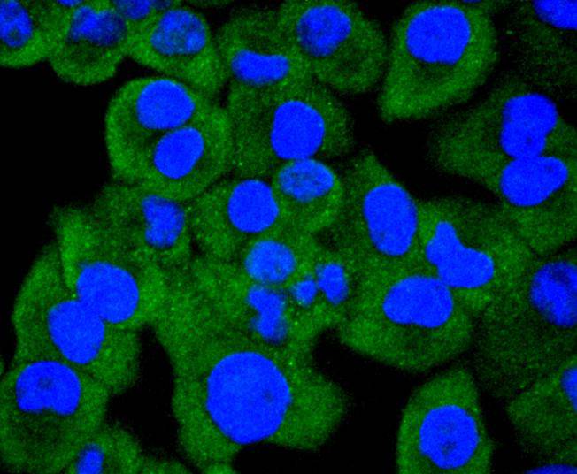 ICC staining of Hsp105 in PANC-1 cells (green). Formalin fixed cells were permeabilized with 0.1% Triton X-100 in TBS for 10 minutes at room temperature and blocked with 10% negative goat serum for 15 minutes at room temperature. Cells were probed with the primary antibody (ET1612-88, 1/50) for 1 hour at room temperature, washed with PBS. Alexa Fluor®488 conjugate-Goat anti-Rabbit IgG was used as the secondary antibody at 1/1,000 dilution. The nuclear counter stain is DAPI (blue).