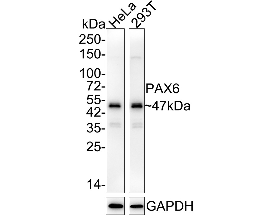 Western blot analysis of PAX6 on Hela cell lysates with Rabbit anti-PAX6 antibody (ET1612-89) at 1/500 dilution.<br />
<br />
Lysates/proteins at 10 µg/Lane.<br />
<br />
Predicted band size: 47 kDa<br />
Observed band size: 47 kDa<br />
<br />
Exposure time: 2 minutes;<br />
<br />
10% SDS-PAGE gel.<br />
<br />
Proteins were transferred to a PVDF membrane and blocked with 5% NFDM/TBST for 1 hour at room temperature. The primary antibody (ET1612-89) at 1/500 dilution was used in 5% NFDM/TBST at room temperature for 2 hours. Goat Anti-Rabbit IgG - HRP Secondary Antibody (HA1001) at 1:300,000 dilution was used for 1 hour at room temperature.