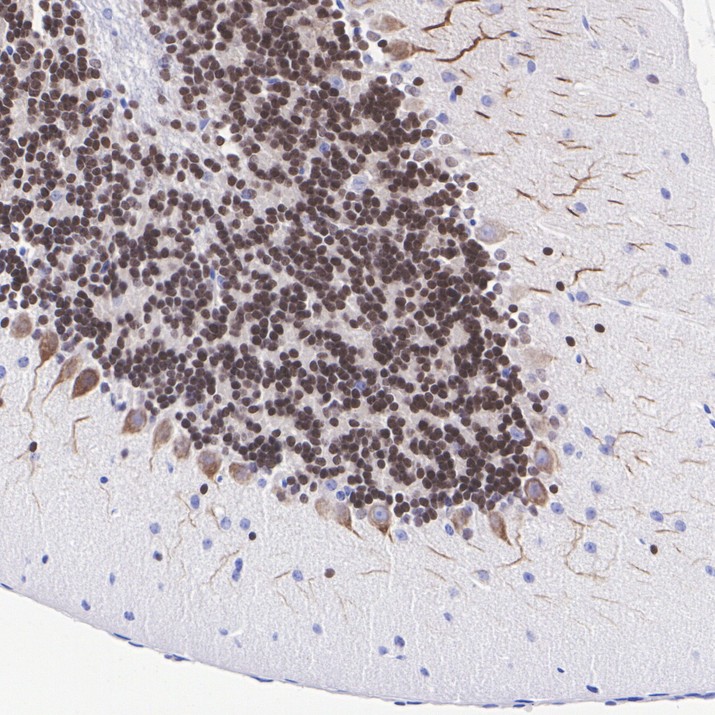 Immunohistochemical analysis of paraffin-embedded rat pancreas tissue using anti-PAX6 antibody. The section was pre-treated using heat mediated antigen retrieval with Tris-EDTA buffer (pH 8.0-8.4) for 20 minutes.The tissues were blocked in 5% BSA for 30 minutes at room temperature, washed with ddH2O and PBS, and then probed with the primary antibody (ET1612-89, 1/50) for 30 minutes at room temperature. The detection was performed using an HRP conjugated compact polymer system. DAB was used as the chromogen. Tissues were counterstained with hematoxylin and mounted with DPX.
