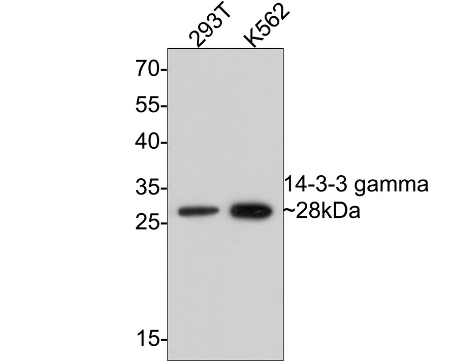 Western blot analysis of 14-3-3 gamma on different lysates with Rabbit anti-14-3-3 gamma antibody (ET1612-9) at 1/1,000 dilution.<br />
<br />
Lane 1: 293T cell lysate<br />
Lane 2: K562 cell lysate<br />
<br />
Lysates/proteins at 10 µg/Lane.<br />
<br />
Predicted band size: 28 kDa<br />
Observed band size: 28 kDa<br />
<br />
Exposure time: 2 minutes;<br />
<br />
12% SDS-PAGE gel.<br />
<br />
Proteins were transferred to a PVDF membrane and blocked with 5% NFDM/TBST for 1 hour at room temperature. The primary antibody (ET1612-9) at 1/1,000 dilution was used in 5% NFDM/TBST at room temperature for 2 hours. Goat Anti-Rabbit IgG - HRP Secondary Antibody (HA1001) at 1:300,000 dilution was used for 1 hour at room temperature.