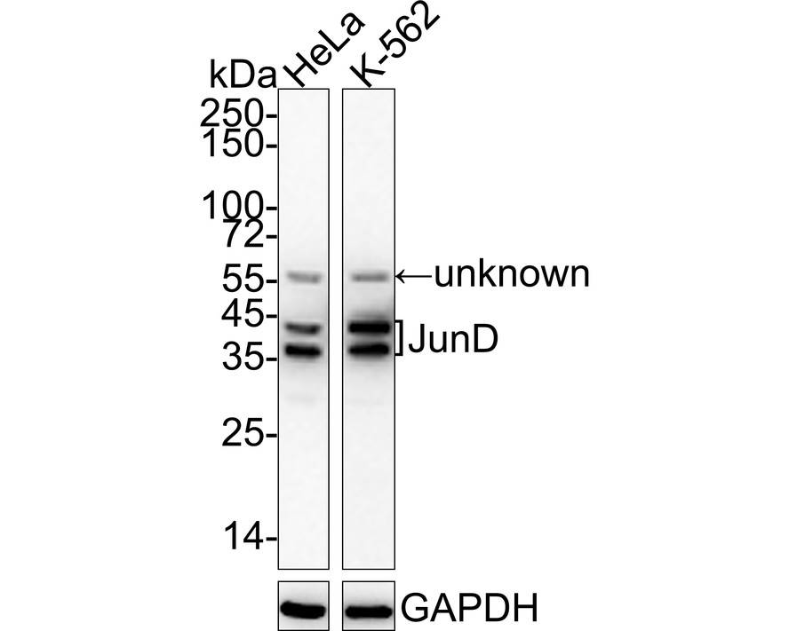 Western blot analysis of JunD on different lysates with Rabbit anti-JunD antibody (ET1612-92) at 1/1,000 dilution.<br />
<br />
Lane 1: HeLa cell lysate<br />
Lane 2: K-562 cell lysate<br />
<br />
Lysates/proteins at 20 µg/Lane.<br />
<br />
Predicted band size: 35 kDa<br />
Observed band size: 39/42 kDa<br />
<br />
Exposure time: 1 minute;<br />
<br />
4-20% SDS-PAGE gel.<br />
<br />
Proteins were transferred to a PVDF membrane and blocked with 5% NFDM/TBST for 1 hour at room temperature. The primary antibody (ET1612-92) at 1/1,000 dilution was used in 5% NFDM/TBST at 4℃ overnight. Goat Anti-Rabbit IgG - HRP Secondary Antibody (HA1001) at 1/50,000 dilution was used for 1 hour at room temperature.