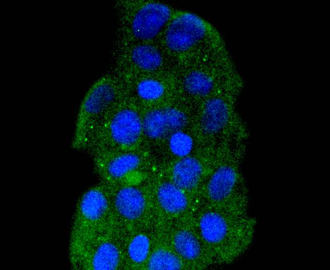 ICC staining of HSPA14 in 293 cells (green). Formalin fixed cells were permeabilized with 0.1% Triton X-100 in TBS for 10 minutes at room temperature and blocked with 10% negative goat serum for 15 minutes at room temperature. Cells were probed with the primary antibody (ET1612-93, 1/50) for 1 hour at room temperature, washed with PBS. Alexa Fluor®488 conjugate-Goat anti-Rabbit IgG was used as the secondary antibody at 1/1,000 dilution. The nuclear counter stain is DAPI (blue).