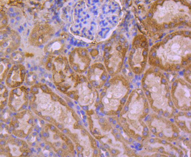 Immunohistochemical analysis of paraffin-embedded mouse kidney tissue using anti-HSPA14 antibody. The section was pre-treated using heat mediated antigen retrieval with Tris-EDTA buffer (pH 9.0) for 20 minutes.The tissues were blocked in 1% BSA for 30 minutes at room temperature, washed with ddH2O and PBS, and then probed with the primary antibody (ET1612-93, 1/50) for 30 minutes at room temperature. The detection was performed using an HRP conjugated compact polymer system. DAB was used as the chromogen. Tissues were counterstained with hematoxylin and mounted with DPX.