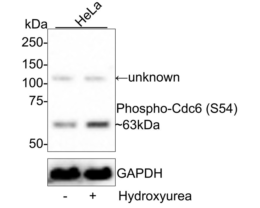 Western blot analysis of Phospho-Cdc6 (S54) on Hela cell lysates. Proteins were transferred to a PVDF membrane and blocked with 5% BSA in PBS for 1 hour at room temperature. The primary antibody (ET1612-96, 1/500) was used in 5% BSA at room temperature for 2 hours. Goat Anti-Rabbit IgG - HRP Secondary Antibody (HA1001) at 1:200,000 dilution was used for 1 hour at room temperature.