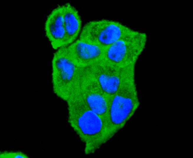 ICC staining of 14-3-3 Theta in Hela cells (green). Formalin fixed cells were permeabilized with 0.1% Triton X-100 in TBS for 10 minutes at room temperature and blocked with 1% Blocker BSA for 15 minutes at room temperature. Cells were probed with the primary antibody (ET1612-97, 1/50) for 1 hour at room temperature, washed with PBS. Alexa Fluor®488 Goat anti-Rabbit IgG was used as the secondary antibody at 1/1,000 dilution. The nuclear counter stain is DAPI (blue).