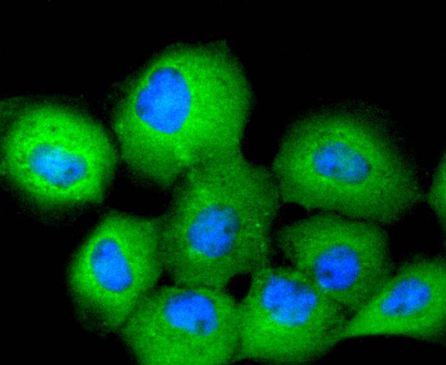 ICC staining of 14-3-3 Theta in A431 cells (green). Formalin fixed cells were permeabilized with 0.1% Triton X-100 in TBS for 10 minutes at room temperature and blocked with 1% Blocker BSA for 15 minutes at room temperature. Cells were probed with the primary antibody (ET1612-97, 1/50) for 1 hour at room temperature, washed with PBS. Alexa Fluor®488 Goat anti-Rabbit IgG was used as the secondary antibody at 1/1,000 dilution. The nuclear counter stain is DAPI (blue).