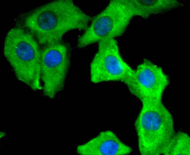 ICC staining of 14-3-3 Theta in A549 cells (green). Formalin fixed cells were permeabilized with 0.1% Triton X-100 in TBS for 10 minutes at room temperature and blocked with 1% Blocker BSA for 15 minutes at room temperature. Cells were probed with the primary antibody (ET1612-97, 1/50) for 1 hour at room temperature, washed with PBS. Alexa Fluor®488 Goat anti-Rabbit IgG was used as the secondary antibody at 1/1,000 dilution. The nuclear counter stain is DAPI (blue).