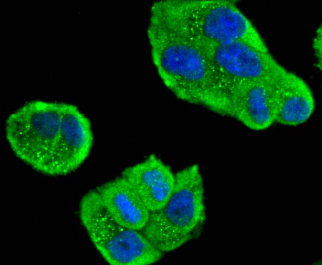ICC staining of MEKK3 in Hela cells (green). Formalin fixed cells were permeabilized with 0.1% Triton X-100 in TBS for 10 minutes at room temperature and blocked with 1% Blocker BSA for 15 minutes at room temperature. Cells were probed with the primary antibody (ET1612-98, 1/50) for 1 hour at room temperature, washed with PBS. Alexa Fluor®488 Goat anti-Rabbit IgG was used as the secondary antibody at 1/1,000 dilution. The nuclear counter stain is DAPI (blue).