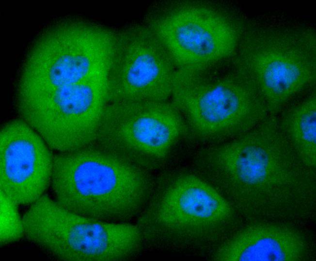 ICC staining of 14-3-3 alpha+beta in A431 cells (green). Formalin fixed cells were permeabilized with 0.1% Triton X-100 in TBS for 10 minutes at room temperature and blocked with 1% Blocker BSA for 15 minutes at room temperature. Cells were probed with the primary antibody (ET1612-99, 1/50) for 1 hour at room temperature, washed with PBS. Alexa Fluor®488 Goat anti-Rabbit IgG was used as the secondary antibody at 1/1,000 dilution. The nuclear counter stain is DAPI (blue).
