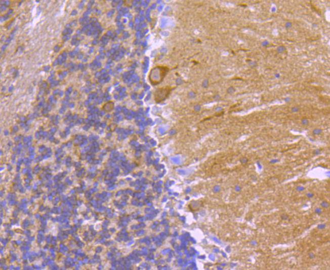 Immunohistochemical analysis of paraffin-embedded mouse brain tissue using anti-14-3-3 alpha+beta antibody. The section was pre-treated using heat mediated antigen retrieval with Tris-EDTA buffer (pH 8.0-8.4) for 20 minutes.The tissues were blocked in 5% BSA for 30 minutes at room temperature, washed with ddH2O and PBS, and then probed with the primary antibody (ET1612-99, 1/50) for 30 minutes at room temperature. The detection was performed using an HRP conjugated compact polymer system. DAB was used as the chromogen. Tissues were counterstained with hematoxylin and mounted with DPX.