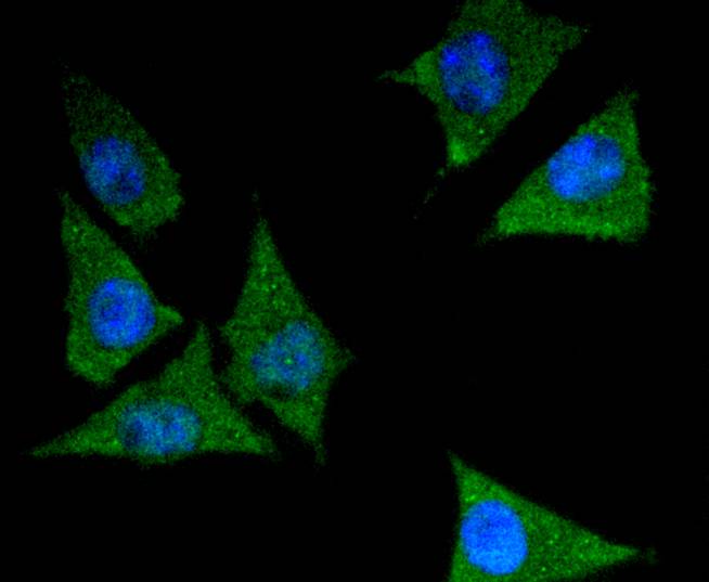 ICC staining of 14-3-3 epsilon in SH-SY5Y cells (green). Formalin fixed cells were permeabilized with 0.1% Triton X-100 in TBS for 10 minutes at room temperature and blocked with 10% negative goat serum for 15 minutes at room temperature. Cells were probed with the primary antibody (ET1701-1, 1/50) for 1 hour at room temperature, washed with PBS. Alexa Fluor®488 conjugate-Goat anti-Rabbit IgG was used as the secondary antibody at 1/1,000 dilution. The nuclear counter stain is DAPI (blue).