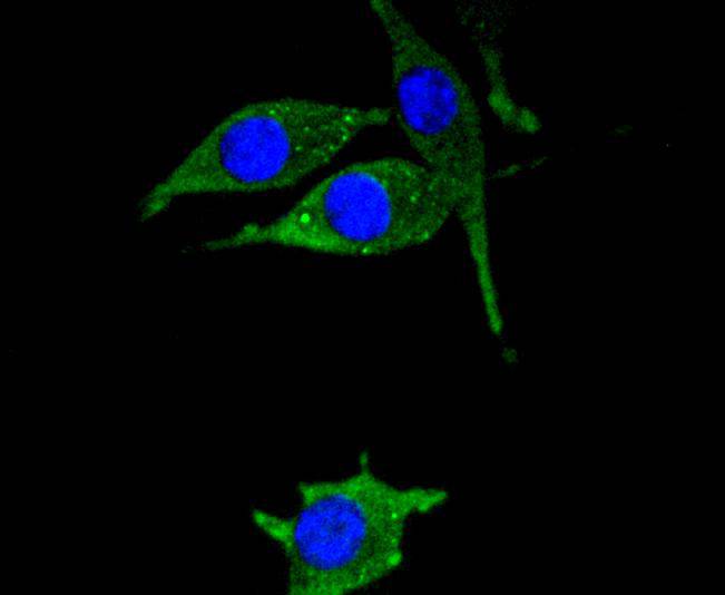 ICC staining of Hsp22 in SH-SY5Y cells (green). Formalin fixed cells were permeabilized with 0.1% Triton X-100 in TBS for 10 minutes at room temperature and blocked with 1% Blocker BSA for 15 minutes at room temperature. Cells were probed with the primary antibody (ET1701-11, 1/50) for 1 hour at room temperature, washed with PBS. Alexa Fluor®488 Goat anti-Rabbit IgG was used as the secondary antibody at 1/1,000 dilution. The nuclear counter stain is DAPI (blue).