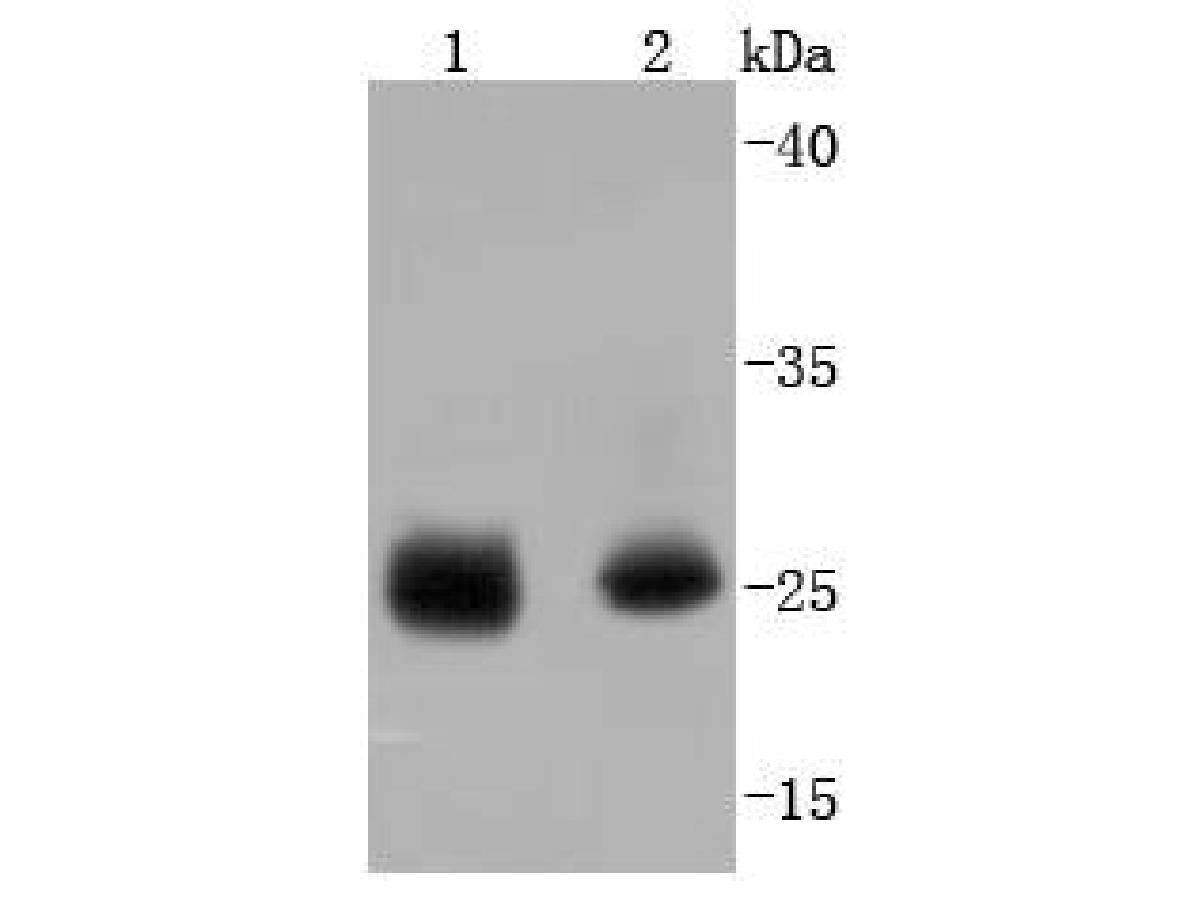 Western blot analysis of Phospho-Hsp27(S78) on different lysates. Proteins were transferred to a PVDF membrane and blocked with 5% BSA in PBS for 1 hour at room temperature. The primary antibody (ET1701-19, 1/500) was used in 5% BSA at room temperature for 2 hours. Goat Anti-Rabbit IgG - HRP Secondary Antibody (HA1001) at 1:200,000 dilution was used for 1 hour at room temperature.<br />
Positive control: <br />
Lane 1: Human heart tissue lysate<br />
Lane 2: Human skeletal muscle tissue lysate<br />
<br />
Predicted band size: 23 kDa<br />
Observed band size: 27 kDa
