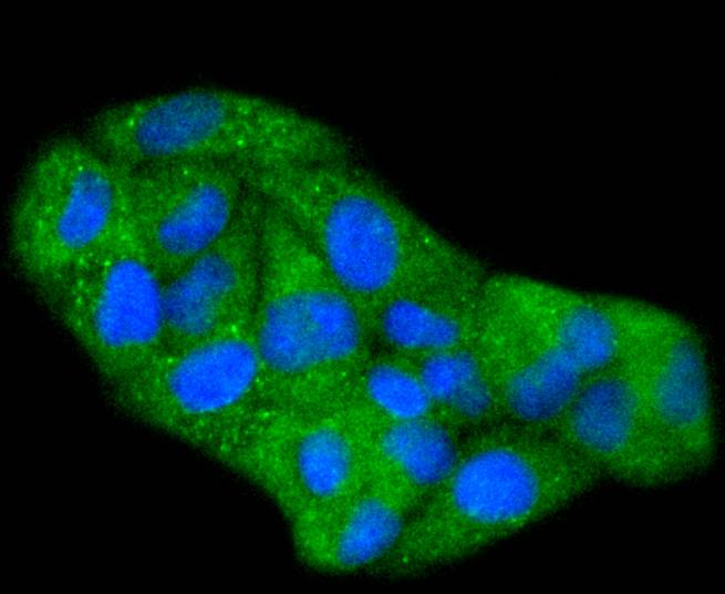 ICC staining of Phospho-Hsp27(S78) in Hela cells (green). Formalin fixed cells were permeabilized with 0.1% Triton X-100 in TBS for 10 minutes at room temperature and blocked with 10% negative goat serum for 15 minutes at room temperature. Cells were probed with the primary antibody (ET1701-19, 1/50) for 1 hour at room temperature, washed with PBS. Alexa Fluor®488 conjugate-Goat anti-Rabbit IgG was used as the secondary antibody at 1/1,000 dilution. The nuclear counter stain is DAPI (blue).