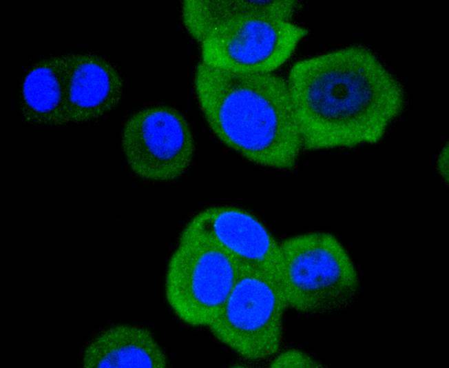 ICC staining of Phospho-Hsp27(S78) in MCF-7 cells (green). Formalin fixed cells were permeabilized with 0.1% Triton X-100 in TBS for 10 minutes at room temperature and blocked with 10% negative goat serum for 15 minutes at room temperature. Cells were probed with the primary antibody (ET1701-19, 1/50) for 1 hour at room temperature, washed with PBS. Alexa Fluor®488 conjugate-Goat anti-Rabbit IgG was used as the secondary antibody at 1/1,000 dilution. The nuclear counter stain is DAPI (blue).