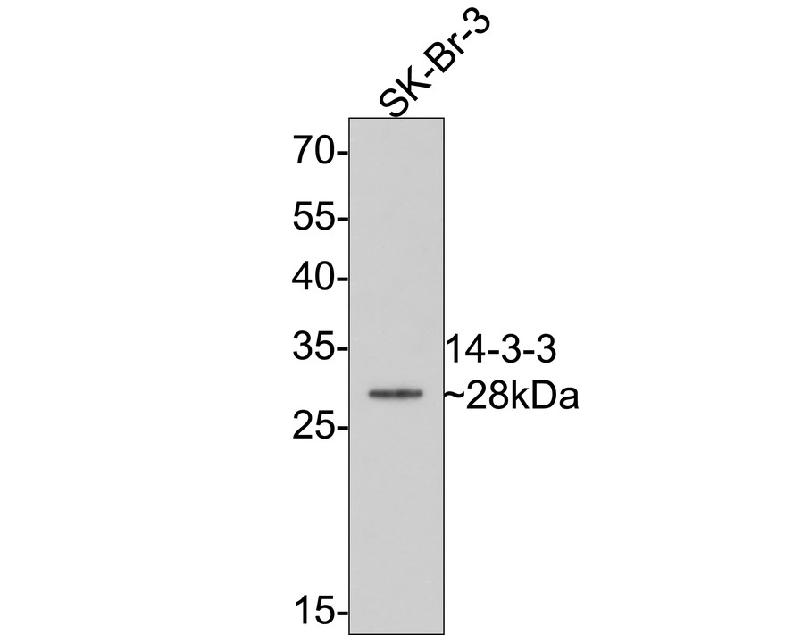Western blot analysis of 14-3-3 on SK-Br-3 cell lysates with Rabbit anti-14-3-3 antibody (ET1701-2) at 1/2,000 dilution.<br />
<br />
Lysates/proteins at 10 µg/Lane.<br />
<br />
Predicted band size: 28 kDa<br />
Observed band size: 28 kDa<br />
<br />
Exposure time: 2 minutes;<br />
<br />
12% SDS-PAGE gel.<br />
<br />
Proteins were transferred to a PVDF membrane and blocked with 5% NFDM/TBST for 1 hour at room temperature. The primary antibody (ET1701-2) at 1/2,000 dilution was used in 5% NFDM/TBST at room temperature for 2 hours. Goat Anti-Rabbit IgG - HRP Secondary Antibody (HA1001) at 1:300,000 dilution was used for 1 hour at room temperature.