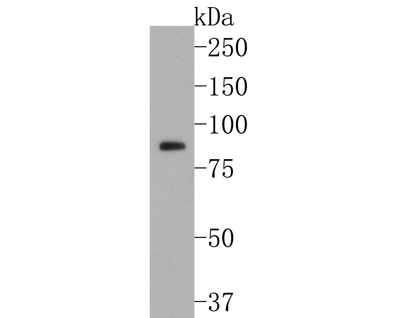 Western blot analysis of Phospho-B Raf(T401) on PC-12 cell lysates. Proteins were transferred to a PVDF membrane and blocked with 5% BSA in PBS for 1 hour at room temperature. The primary antibody (ET1701-20, 1/500) was used in 5% BSA at room temperature for 2 hours. Goat Anti-Rabbit IgG - HRP Secondary Antibody (HA1001) at 1:200,000 dilution was used for 1 hour at room temperature.
