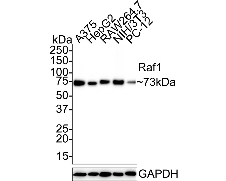 Western blot analysis of Raf1 on HepG2 cell lysates with Rabbit anti-Raf1 antibody (ET1701-21) at 1/500 dilution.<br />
<br />
Lysates/proteins at 10 µg/Lane.<br />
<br />
Predicted band size: 73 kDa<br />
Observed band size: 73 kDa<br />
<br />
Exposure time: 2 minutes;<br />
<br />
8% SDS-PAGE gel.<br />
<br />
Proteins were transferred to a PVDF membrane and blocked with 5% NFDM/TBST for 1 hour at room temperature. The primary antibody (ET1701-21) at 1/500 dilution was used in 5% NFDM/TBST at room temperature for 2 hours. Goat Anti-Rabbit IgG - HRP Secondary Antibody (HA1001) at 1:300,000 dilution was used for 1 hour at room temperature.