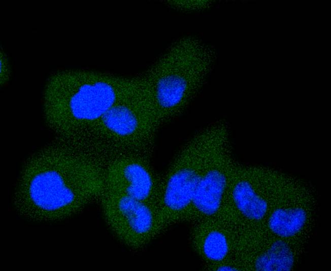 ICC staining of Raf1 in MCF-7 cells (green). Formalin fixed cells were permeabilized with 0.1% Triton X-100 in TBS for 10 minutes at room temperature and blocked with 10% negative goat serum for 15 minutes at room temperature. Cells were probed with the primary antibody (ET1701-21, 1/50) for 1 hour at room temperature, washed with PBS. Alexa Fluor®488 conjugate-Goat anti-Rabbit IgG was used as the secondary antibody at 1/1,000 dilution. The nuclear counter stain is DAPI (blue).