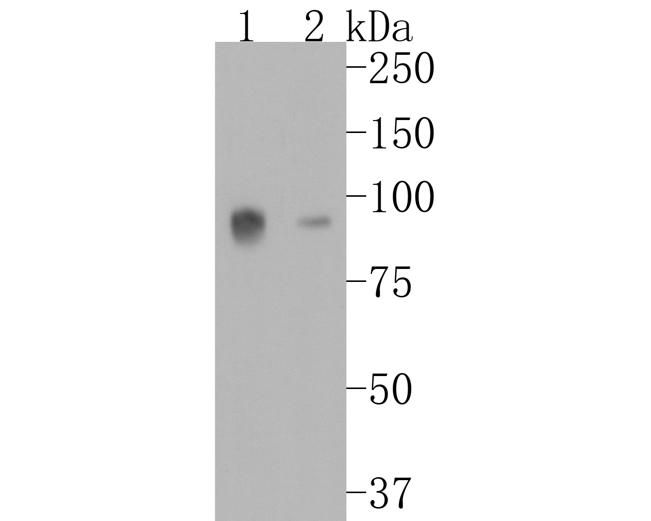 Western blot analysis of CD36 on different lysates. Proteins were transferred to a PVDF membrane and blocked with 5% BSA in PBS for 1 hour at room temperature. The primary antibody (ET1701-24, 1/500) was used in 5% BSA at room temperature for 2 hours. Goat Anti-Rabbit IgG - HRP Secondary Antibody (HA1001) at 1:5,000 dilution was used for 1 hour at room temperature.<br />
Positive control: <br />
Lane 1: Human heart tissue lysate<br />
Lane 2: Mouse heart tissue lysate