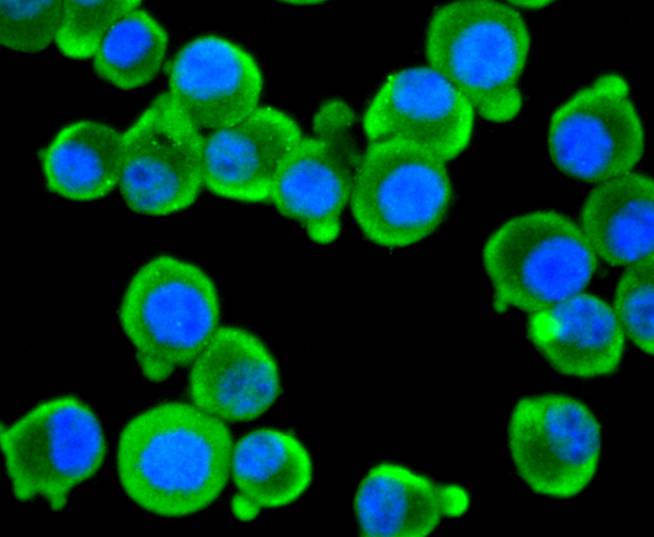ICC staining EIF2C3 in SHG-44 cells (green). The nuclear counter stain is DAPI (blue). Cells were fixed in paraformaldehyde, permeabilised with 0.25% Triton X100/PBS.