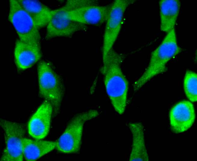 ICC staining EIF2C3 in F9 cells (green). The nuclear counter stain is DAPI (blue). Cells were fixed in paraformaldehyde, permeabilised with 0.25% Triton X100/PBS.