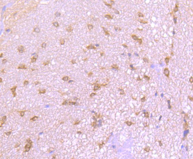 Immunohistochemical analysis of paraffin-embedded rat brain tissue using anti-EIF2C3 antibody. Counter stained with hematoxylin.
