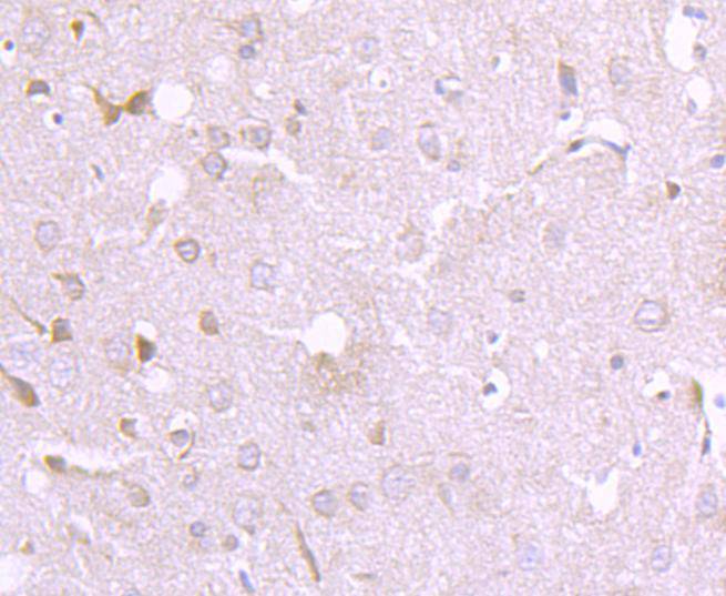 Immunohistochemical analysis of paraffin-embedded mouse brain tissue using anti-EIF2C3 antibody. Counter stained with hematoxylin.