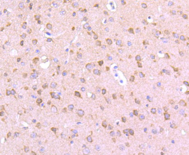 Immunohistochemical analysis of paraffin-embedded rat testis tissue using anti-EIF2C3 antibody. Counter stained with hematoxylin.