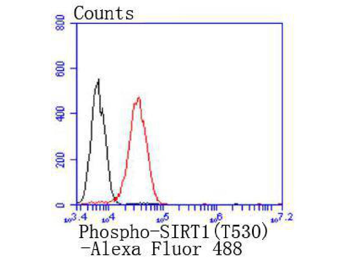 Flow cytometric analysis of Phospho-SIRT1(T530) was done on 293 cells. The cells were fixed, permeabilized and stained with the primary antibody (ET1701-27, 1/50) (red). After incubation of the primary antibody at room temperature for an hour, the cells were stained with a Alexa Fluor 488-conjugated Goat anti-Rabbit IgG Secondary antibody at 1/1,000 dilution for 30 minutes.Unlabelled sample was used as a control (cells without incubation with primary antibody; black).