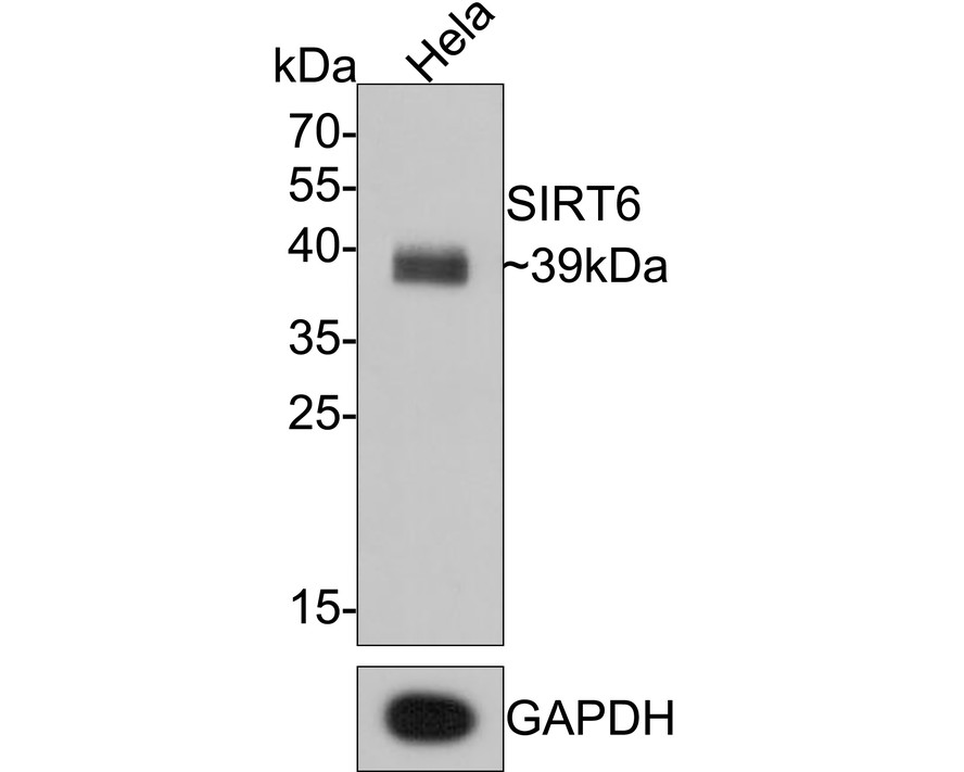 Western blot analysis of SIRT6 on Hela cell lysates. Proteins were transferred to a PVDF membrane and blocked with 5% BSA in PBS for 1 hour at room temperature. The primary antibody (ET1701-29, 1/500) was used in 5% BSA at room temperature for 2 hours. Goat Anti-Rabbit IgG - HRP Secondary Antibody (HA1001) at 1:200,000 dilution was used for 1 hour at room temperature.