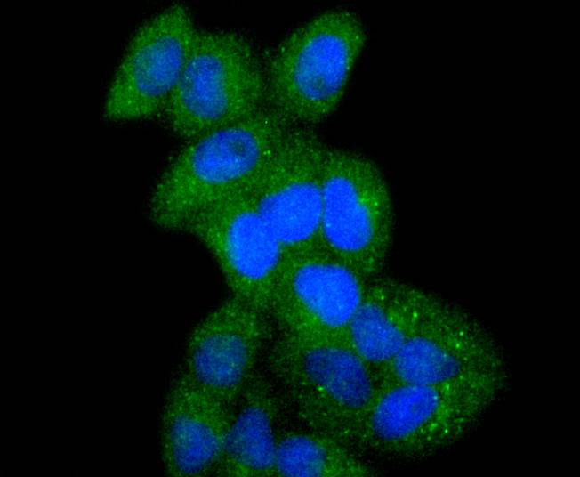 ICC staining ATF7 in Hela cells (green). The nuclear counter stain is DAPI (blue). Cells were fixed in paraformaldehyde, permeabilised with 0.25% Triton X100/PBS.
