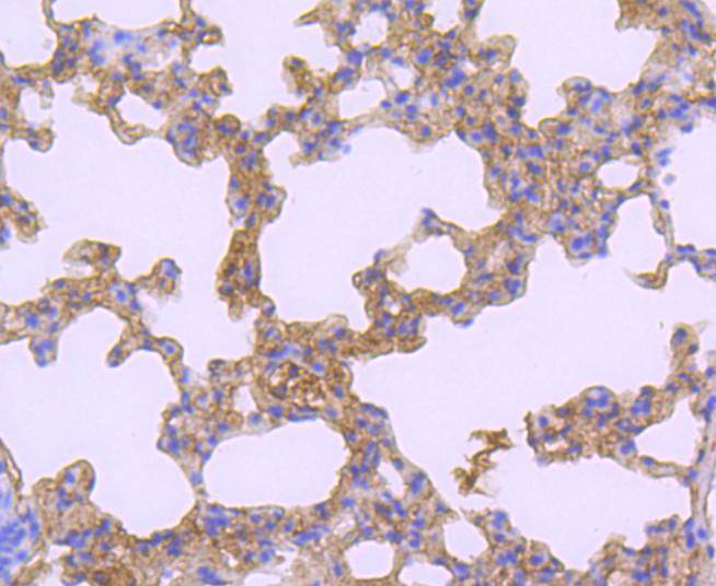 Immunohistochemical analysis of paraffin-embedded mouse lung tissue using anti-ATF7 antibody. Counter stained with hematoxylin.