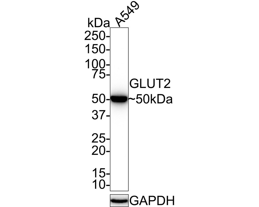 Western blot analysis of GLUT2 on HepG2 cell lysates. Proteins were transferred to a PVDF membrane and blocked with 5% BSA in PBS for 1 hour at room temperature. The primary antibody (ET1701-34, 1/500) was used in 5% BSA at room temperature for 2 hours. Goat Anti-Rabbit IgG - HRP Secondary Antibody (HA1001) at 1:200,000 dilution was used for 1 hour at room temperature.
