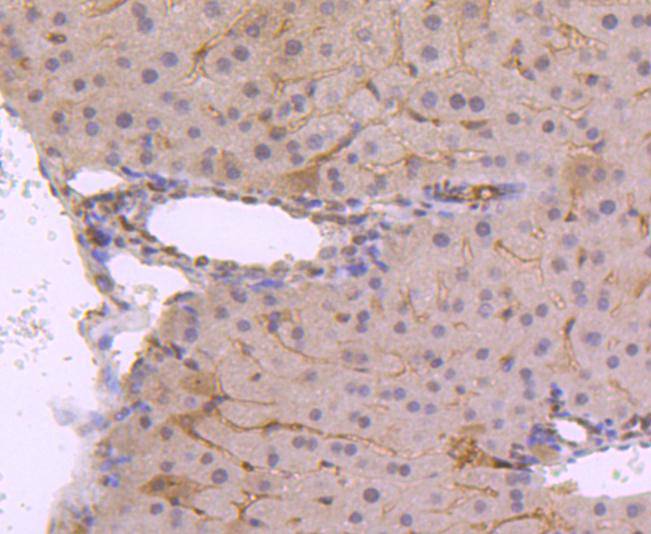 Immunohistochemical analysis of paraffin-embedded mouse liver tissue using anti-Phospho-JunD(S255) antibody. The section was pre-treated using heat mediated antigen retrieval with Tris-EDTA buffer (pH 9.0) for 20 minutes.The tissues were blocked in 1% BSA for 30 minutes at room temperature, washed with ddH2O and PBS, and then probed with the primary antibody (ET1701-35, 1/50) for 30 minutes at room temperature. The detection was performed using an HRP conjugated compact polymer system. DAB was used as the chromogen. Tissues were counterstained with hematoxylin and mounted with DPX.