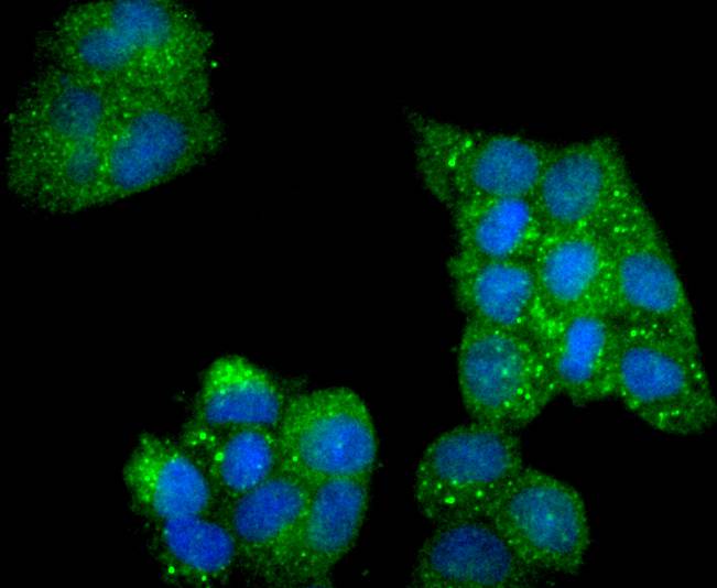 ICC staining of Phospho-AMPK alpha 2(S345) in Hela cells (green). Formalin fixed cells were permeabilized with 0.1% Triton X-100 in TBS for 10 minutes at room temperature and blocked with 1% Blocker BSA for 15 minutes at room temperature. Cells were probed with the primary antibody (ET1701-37, 1/50) for 1 hour at room temperature, washed with PBS. Alexa Fluor®488 Goat anti-Rabbit IgG was used as the secondary antibody at 1/1,000 dilution. The nuclear counter stain is DAPI (blue).