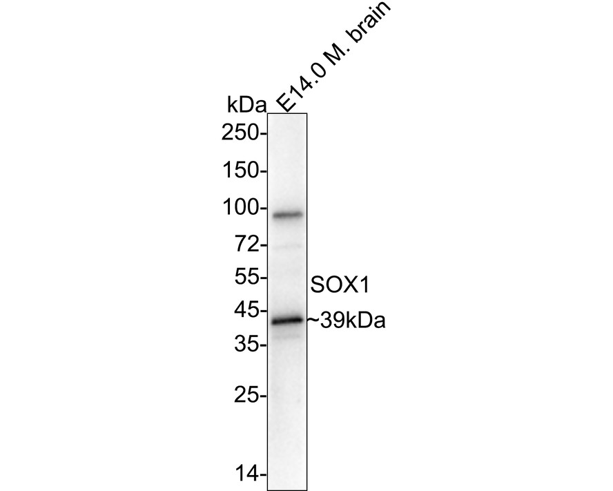 Western blot analysis of SOX1 on SHG-44 cell lysates. Proteins were transferred to a PVDF membrane and blocked with 5% BSA in PBS for 1 hour at room temperature. The primary antibody (ET1701-38, 1/500) was used in 5% BSA at room temperature for 2 hours. Goat Anti-Rabbit IgG - HRP Secondary Antibody (HA1001) at 1:200,000 dilution was used for 1 hour at room temperature.