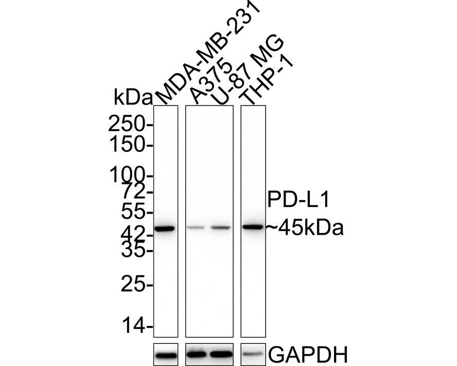 Western blot analysis of PD-L1 on different lysates with Rabbit anti-PD-L1 antibody (ET1701-41) at 1/500 dilution.<br />
<br />
Lane 1: A549 cell lysate<br />
Lane 2: MCF-7 cell lysate<br />
<br />
Lysates/proteins at 10 µg/Lane.<br />
<br />
Predicted band size: 33 kDa<br />
Observed band size: 45 kDa<br />
<br />
Exposure time: 2 minutes;<br />
<br />
12% SDS-PAGE gel.<br />
<br />
Proteins were transferred to a PVDF membrane and blocked with 5% NFDM/TBST for 1 hour at room temperature. The primary antibody (ET1701-41) at 1/500 dilution was used in 5% NFDM/TBST at room temperature for 2 hours. Goat Anti-Rabbit IgG - HRP Secondary Antibody (HA1001) at 1:200,000 dilution was used for 1 hour at room temperature.