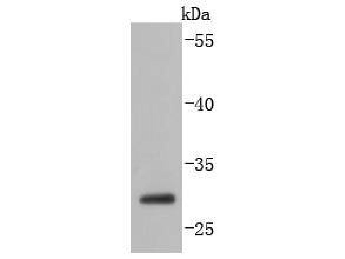 Western blot analysis of Caspase-14 on MCF-7 cell lysates. Proteins were transferred to a PVDF membrane and blocked with 5% BSA in PBS for 1 hour at room temperature. The primary antibody (ET1701-52, 1/500) was used in 5% BSA at room temperature for 2 hours. Goat Anti-Rabbit IgG - HRP Secondary Antibody (HA1001) at 1:200,000 dilution was used for 1 hour at room temperature.